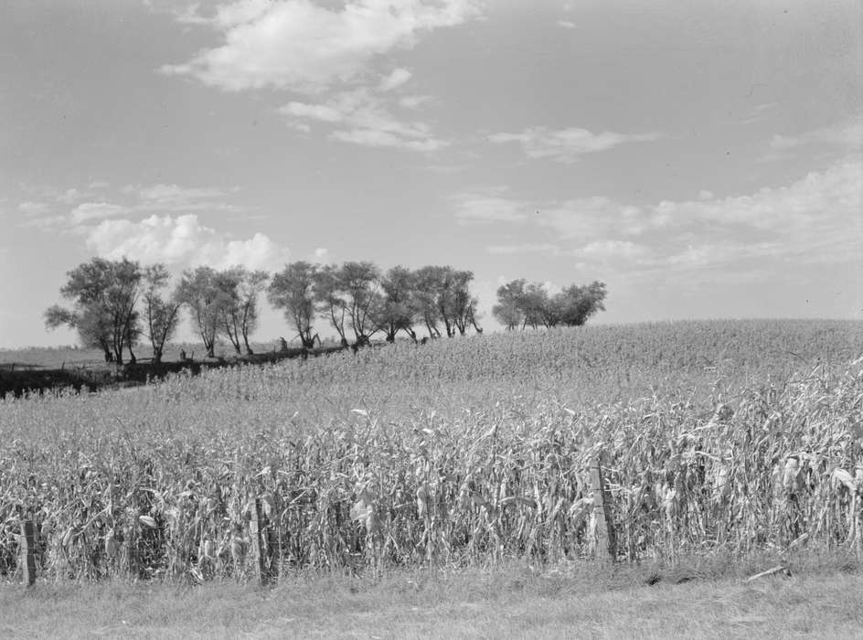 history of Iowa, Library of Congress, Farms, Iowa, barbed wire fence, cornfield, Iowa History, Landscapes, tree, woven wire fence