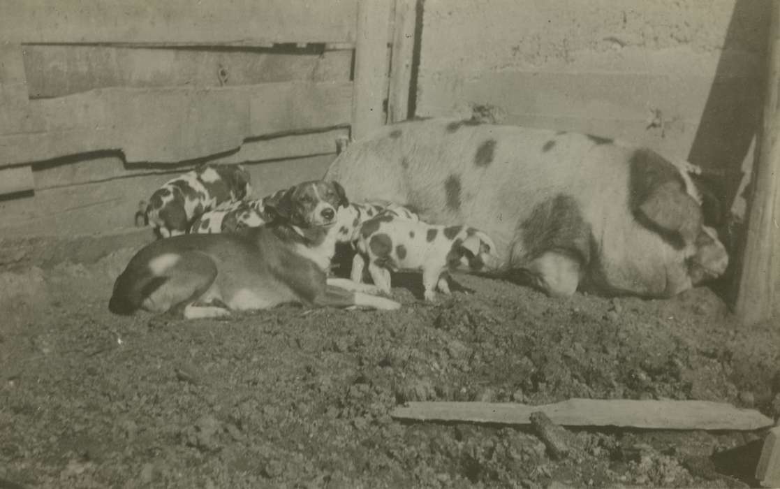 history of Iowa, Iowa History, Mortenson, Jill, Macey, IA, pig, Animals, hog, Iowa, dog
