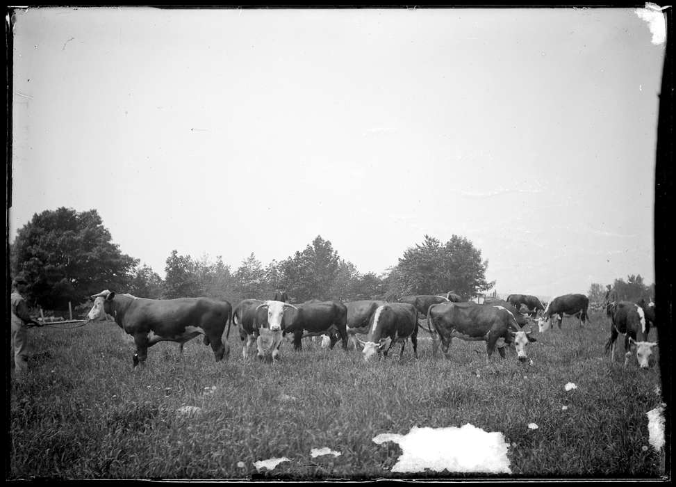 history of Iowa, Iowa History, field, farm, Redding, CT, Archives & Special Collections, University of Connecticut Library, Iowa, cow