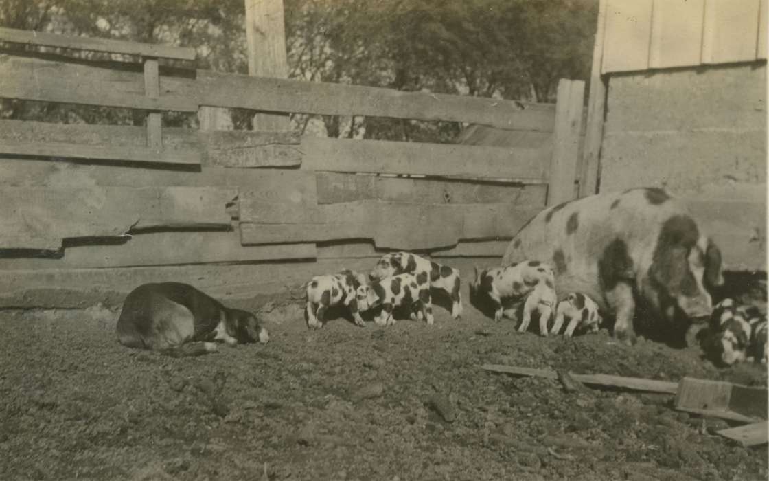 Animals, pigs, Iowa History, Iowa, Mortenson, Jill, hog, Macey, IA, dog, Farms, history of Iowa