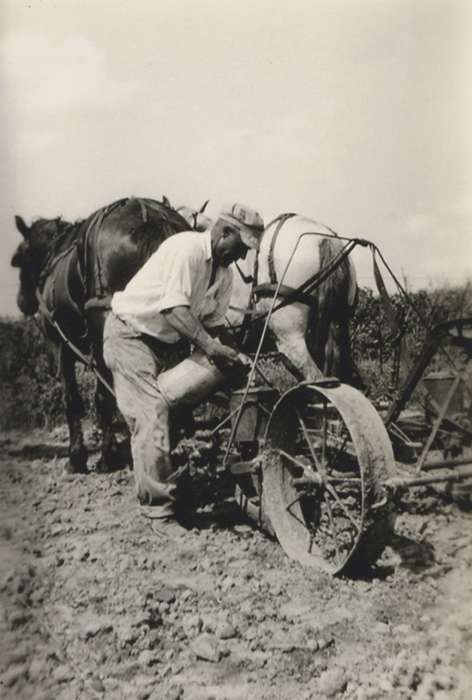 Iowa, Animals, plow, Centerville, IA, Stater, Connie, field, horses, Farming Equipment, Farms, history of Iowa, Iowa History, Labor and Occupations