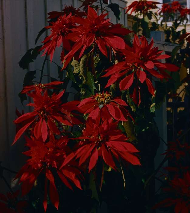 history of Iowa, Iowa History, Harken, Nichole, Landscapes, Iowa, flower