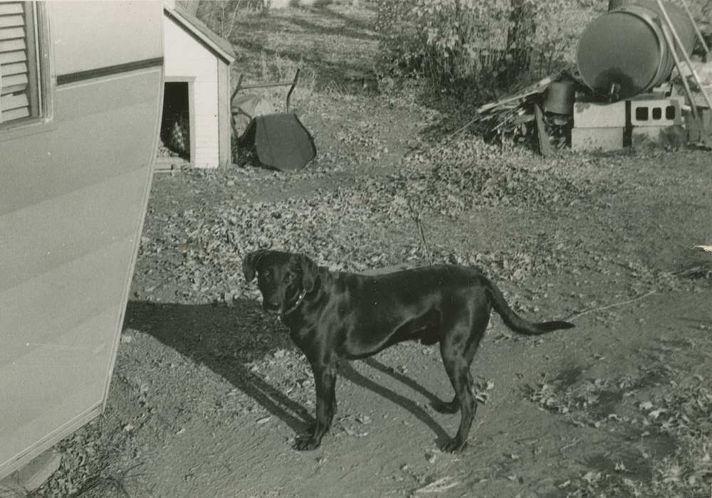 Animals, labrador, Iowa History, Iowa, dog, Neymeyer, Robert, Parkersburg, IA, history of Iowa