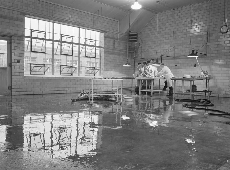 history of Iowa, Iowa History, Library of Congress, Animals, classroom, body, examination table, students, Schools and Education, Iowa, cow