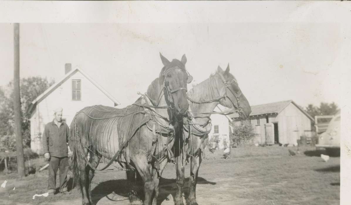 Radcliffe, IA, Newhall, Rich and Sue, Iowa, Animals, horse, horses, history of Iowa, Iowa History