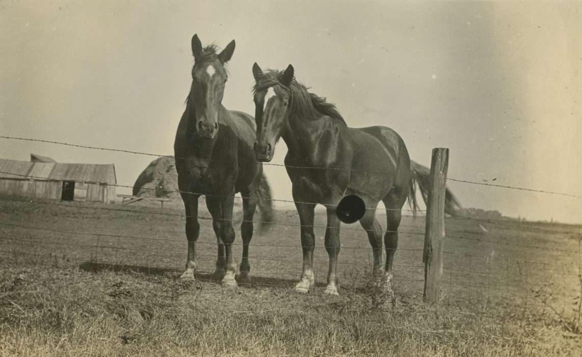 Macey, IA, Iowa, Animals, horses, fence, history of Iowa, Iowa History, Mortenson, Jill