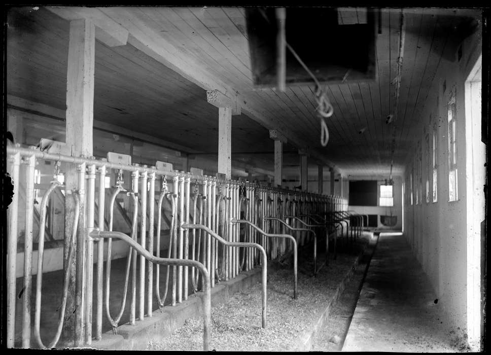 Redding, CT, Iowa History, history of Iowa, Archives & Special Collections, University of Connecticut Library, Iowa, cow milking