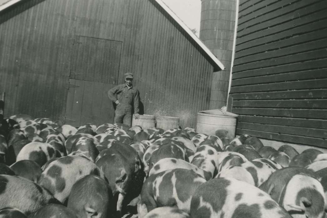 history of Iowa, Iowa History, pigs, Barns, Animals, hogs, Iowa, Farms, Griffin, Allan, Farley, IA
