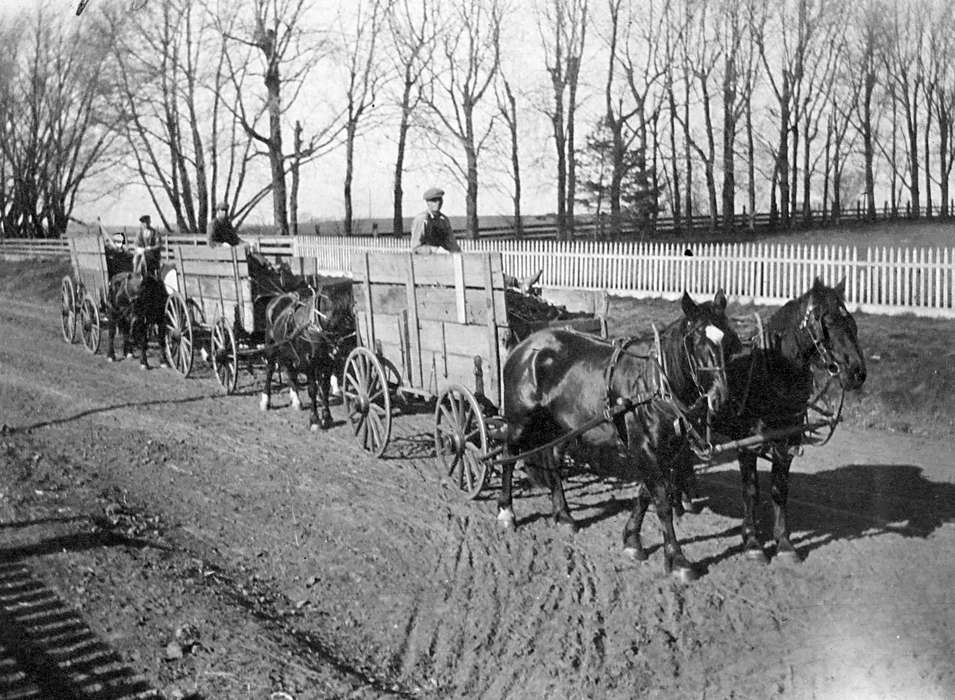 Iowa, Animals, horses, fence, Scherrman, Pearl, Farming Equipment, Early, IA, history of Iowa, Iowa History, wagon