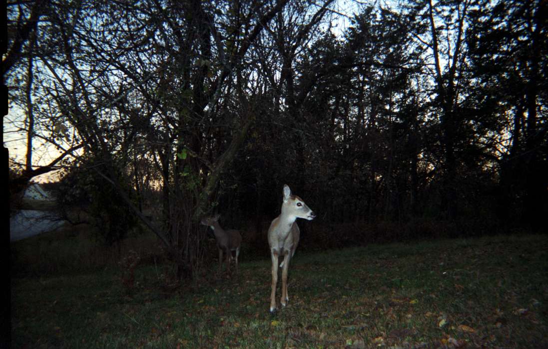 forest, Shueyville, IA, history of Iowa, Iowa History, doe, Animals, Rayl, Donna, Iowa, deer