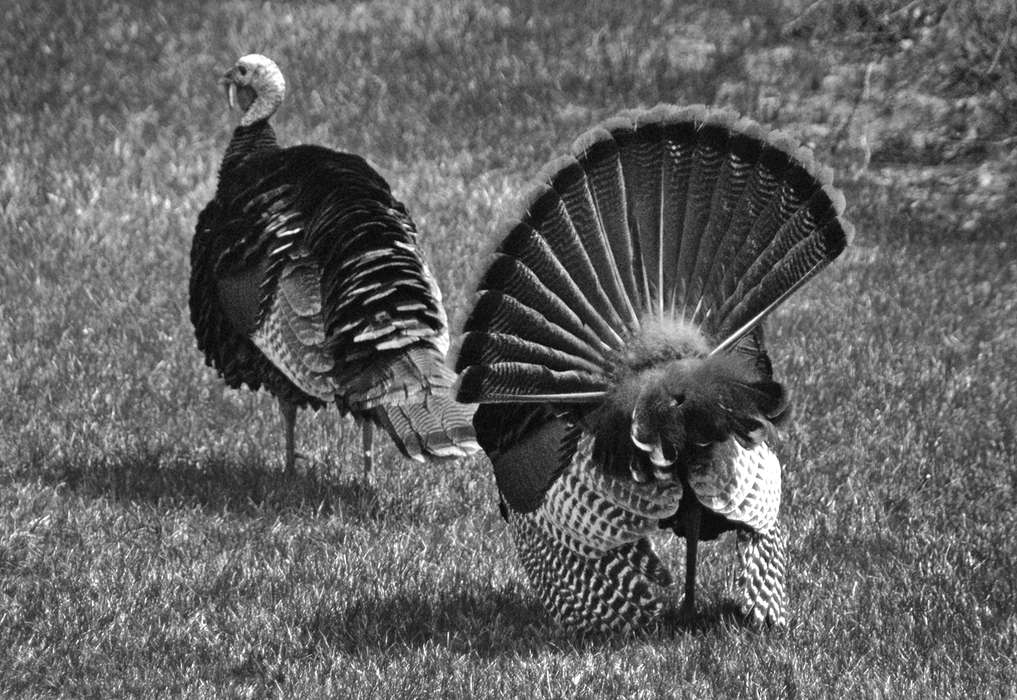 turkey, Animals, Albia, IA, Iowa History, Iowa, Lemberger, LeAnn, history of Iowa