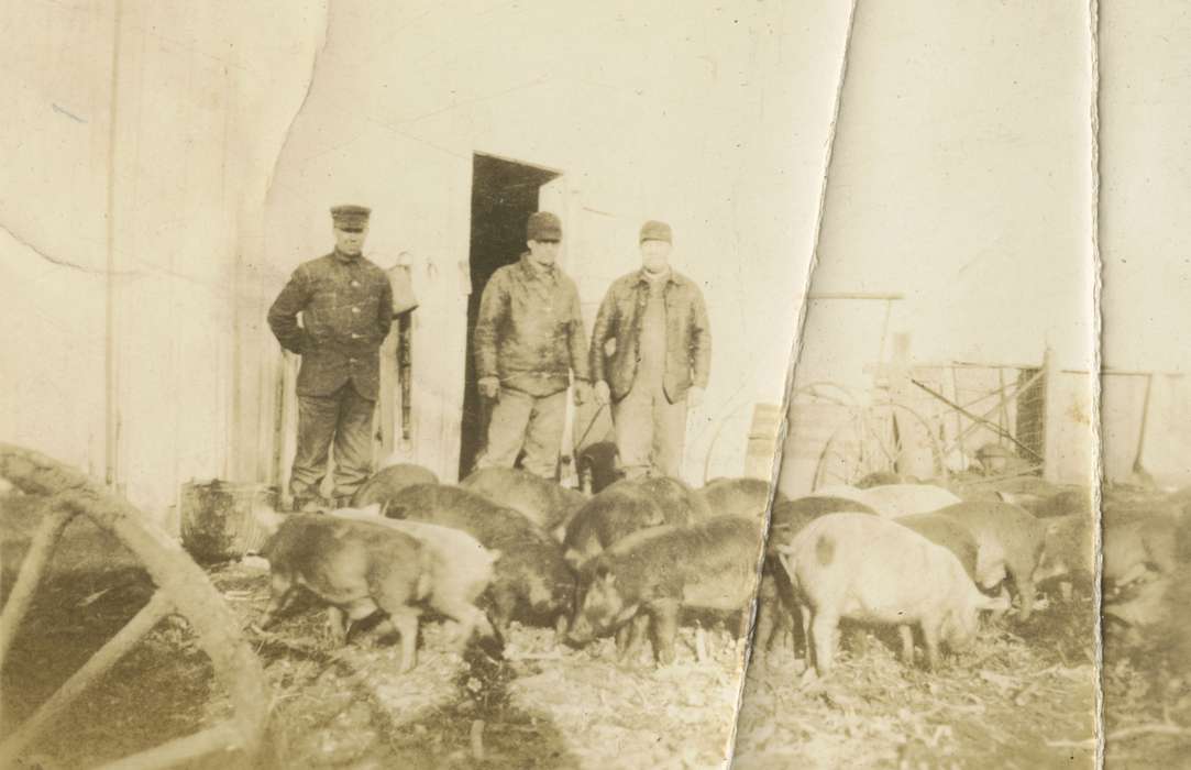 history of Iowa, Iowa History, Mortenson, Jill, pig pen, pigs, Iowa, Farms, Ackley, IA