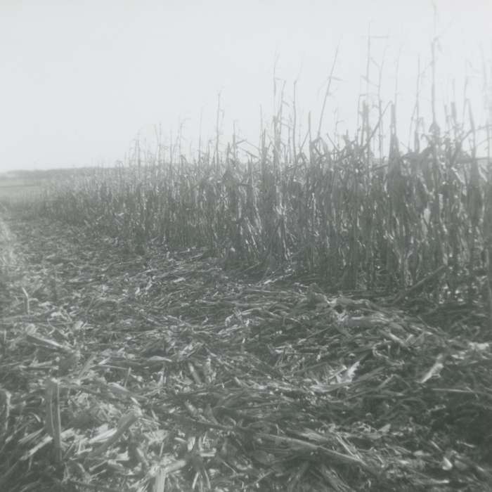 corn, Iowa History, Iowa, Lourdes, IA, field, Nibaur, Peggy, Farms, history of Iowa