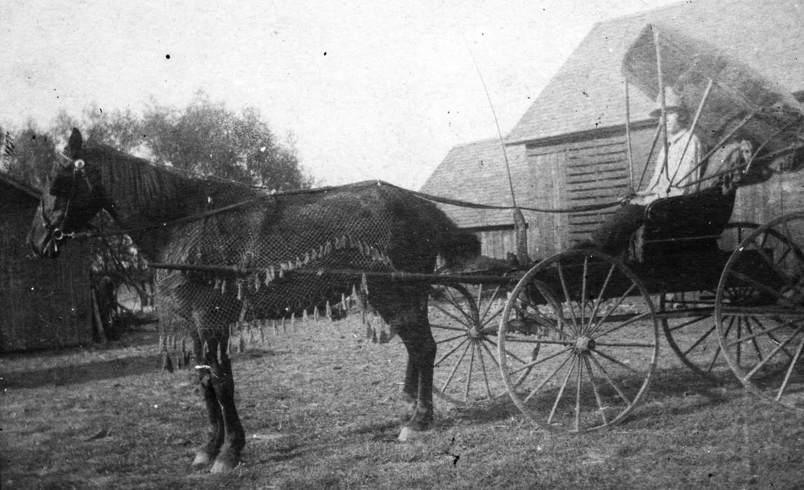 Hahn, Cindy, Iowa History, Iowa, history of Iowa, Animals, Cedar Falls, IA, horse and buggy, carriage, horse