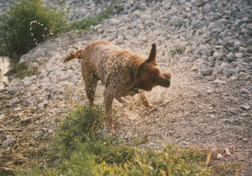 dog, Higgins, Sarah, Animals, Iowa History, Iowa, history of Iowa, Danville, IA