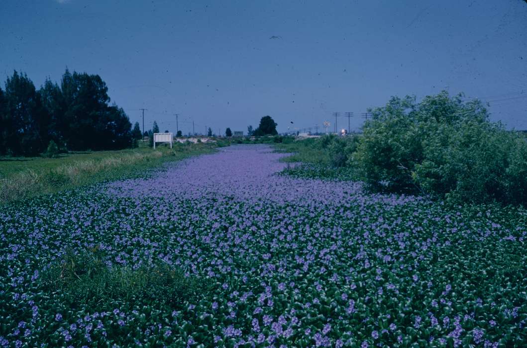history of Iowa, Iowa History, Harken, Nichole, Landscapes, Iowa, flower