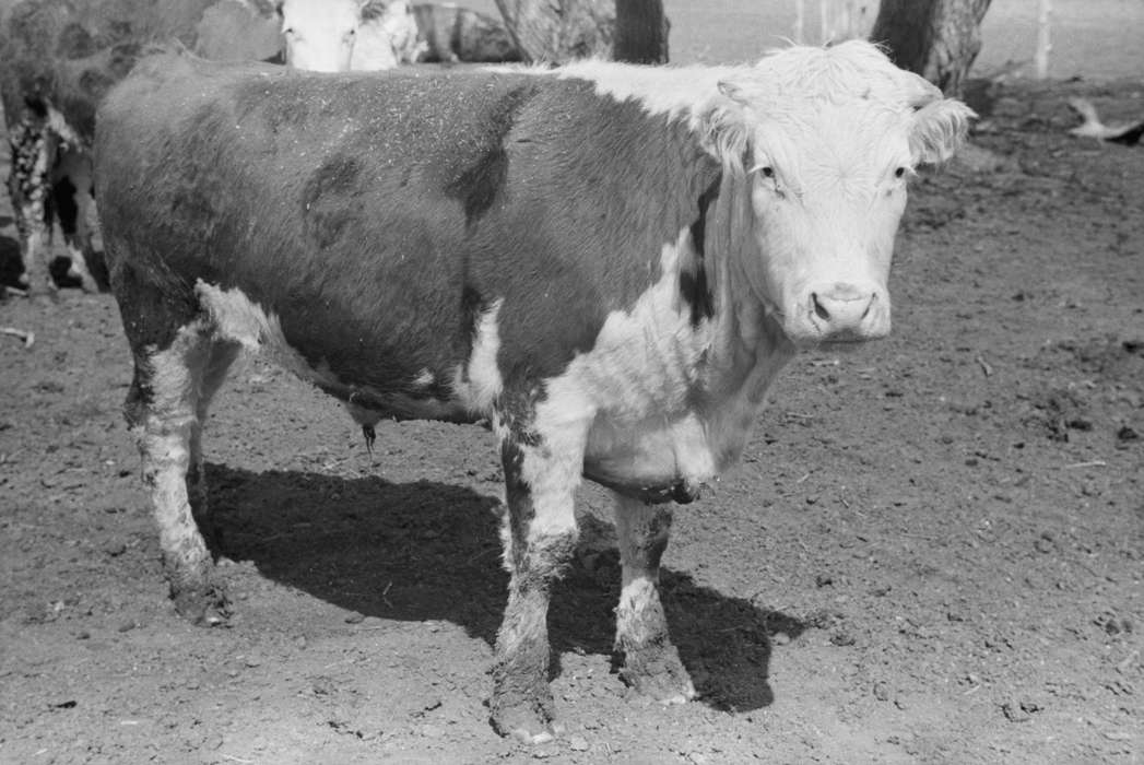 cow, history of Iowa, Library of Congress, cows, Farms, Animals, Iowa, calves, dirt, Iowa History