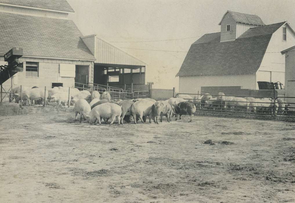 pig, Animals, Iowa History, Barns, pig farm, Iowa, Waverly Public Library, Farms, pig pen, Bremer County, IA, history of Iowa