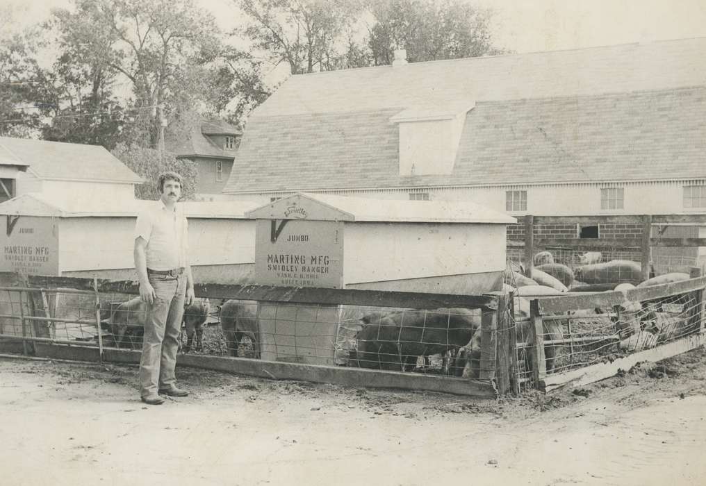 pig, Animals, Portraits - Individual, Iowa History, pig farm, Iowa, Waverly Public Library, IA, Farms, history of Iowa