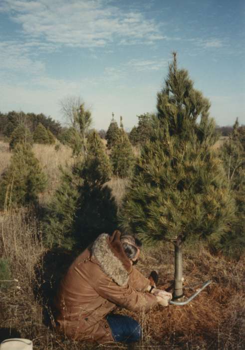 Burlington, IA, history of Iowa, Iowa History, christmas tree, Higgins, Sarah, Holidays, pine tree, tree farm, Iowa