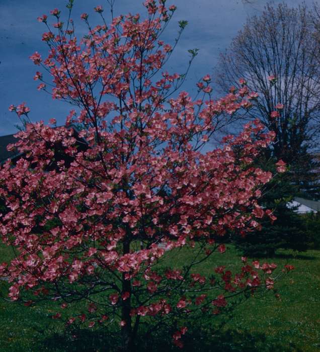 history of Iowa, Iowa History, Iowa, flower, Harken, Nichole, Landscapes