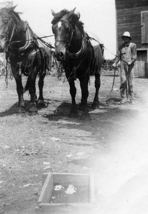 Iowa, Animals, horses, Hahn, Cindy, Farms, history of Iowa, Sumner, IA, Iowa History