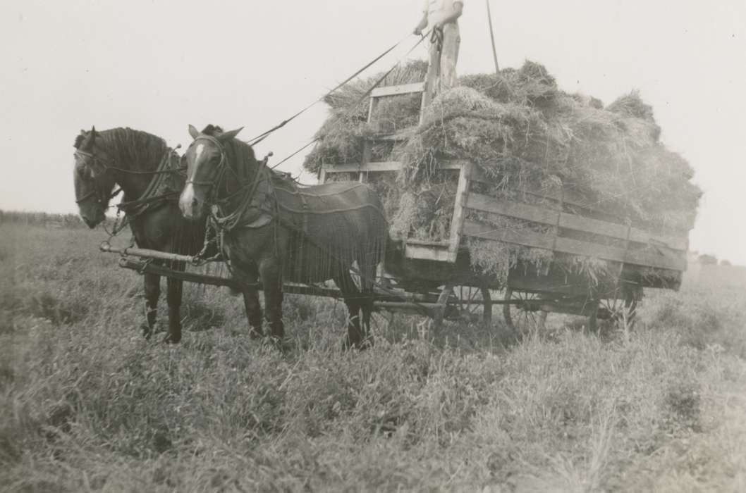 Farming Equipment, Story City, IA, Iowa History, history of Iowa, Satre, Margaret, Animals, hay, wagon, Iowa, horse