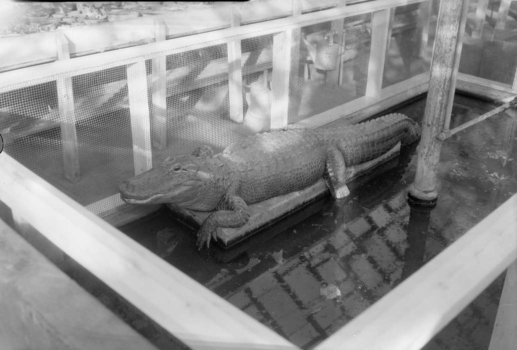 alligator, Cedar Falls, IA, history of Iowa, Iowa History, greenhouse, uni, iowa state teachers college, Animals, UNI Special Collections & University Archives, Iowa, Schools and Education, university of northern iowa