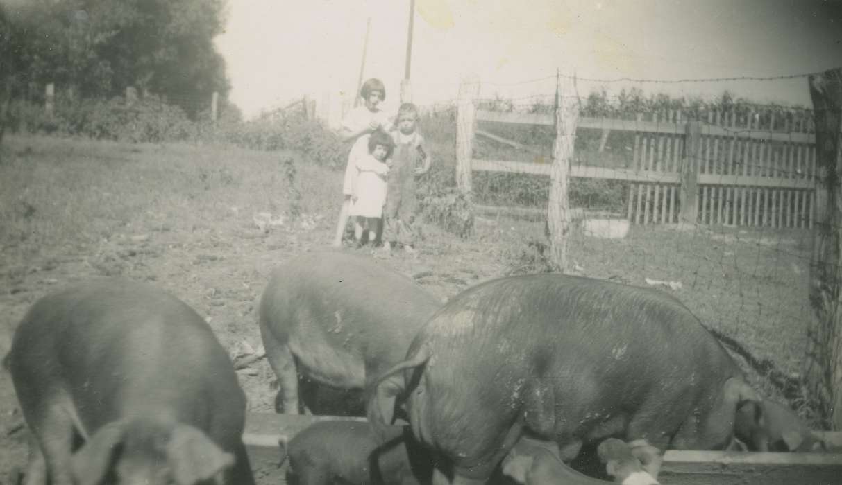 Portraits - Group, Animals, pigs, Iowa History, Iowa, Families, Spechts Ferry, IA, Farms, hogs, Fredericks, Robert, history of Iowa