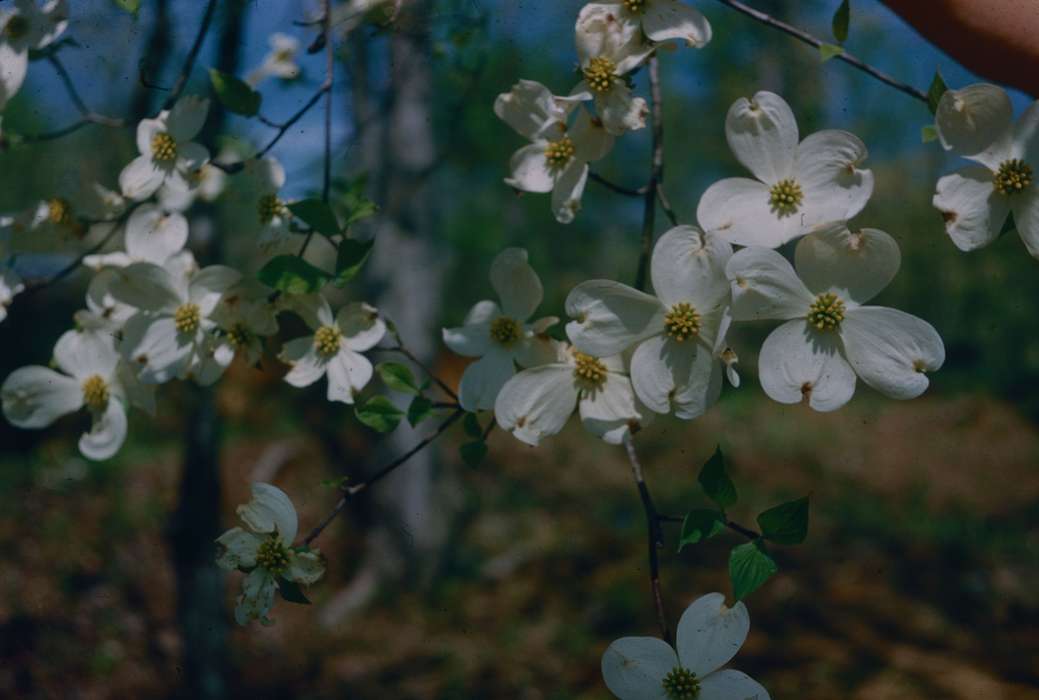 history of Iowa, Iowa History, Harken, Nichole, Landscapes, Iowa, flower