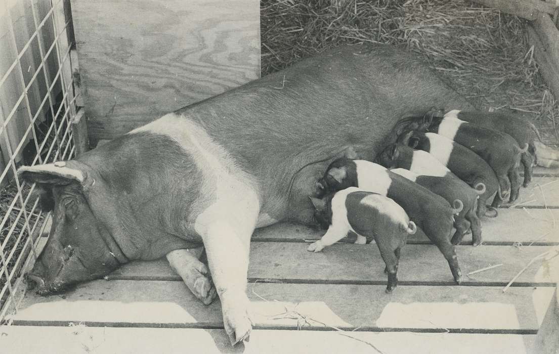 pig, Animals, Iowa History, pig farm, piglet, Iowa, Waverly Public Library, IA, history of Iowa