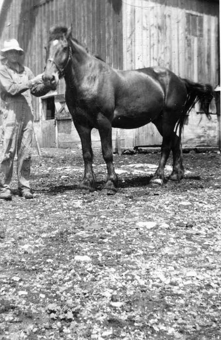 Iowa, Animals, horse, Barns, Portraits - Individual, Hahn, Cindy, Farms, history of Iowa, Sumner, IA, Iowa History