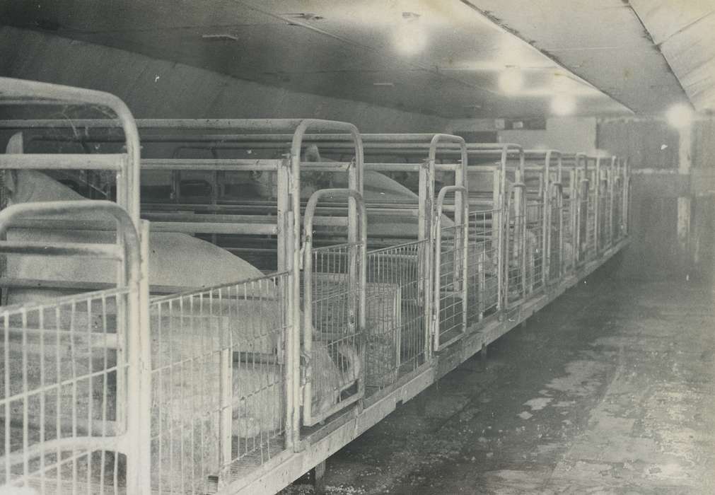 history of Iowa, Iowa History, IA, pig pen, Animals, pig, Iowa, Farms, Waverly Public Library