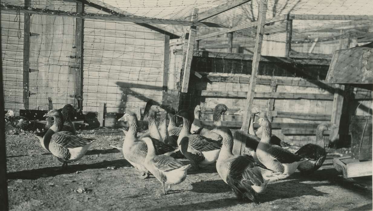 geese, history of Iowa, goose, Farms, McMurray, Doug, Animals, Iowa, gaggle, Webster City, IA, Iowa History