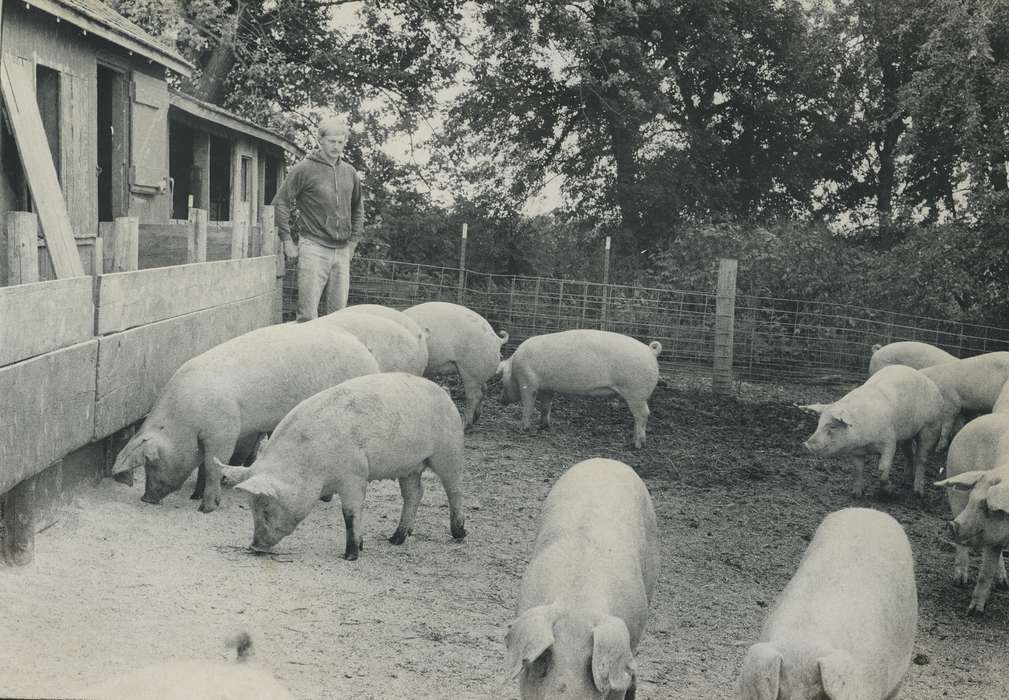 pig, Animals, Iowa History, Iowa, Waverly Public Library, IA, pig pen, history of Iowa