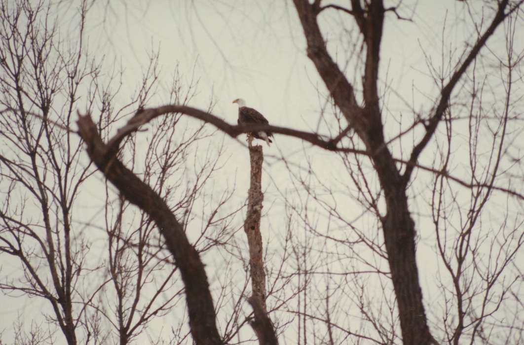 history of Iowa, Iowa History, Pella, IA, Higgins, Sarah, Animals, Iowa, colorized, bald eagle, bird