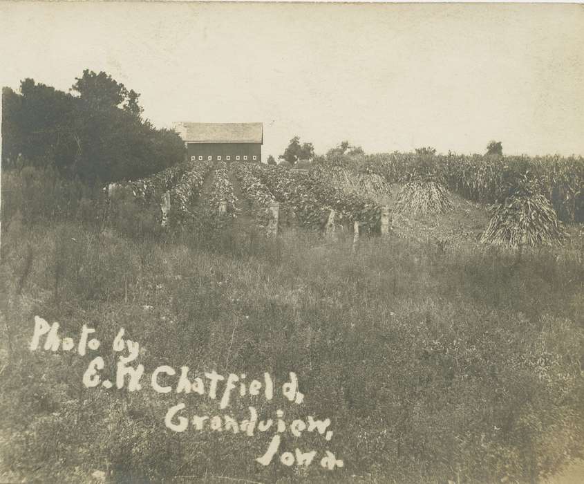 Dean, Shirley, vineyard, Iowa History, Grandview, IA, Farms, Iowa, history of Iowa, Landscapes
