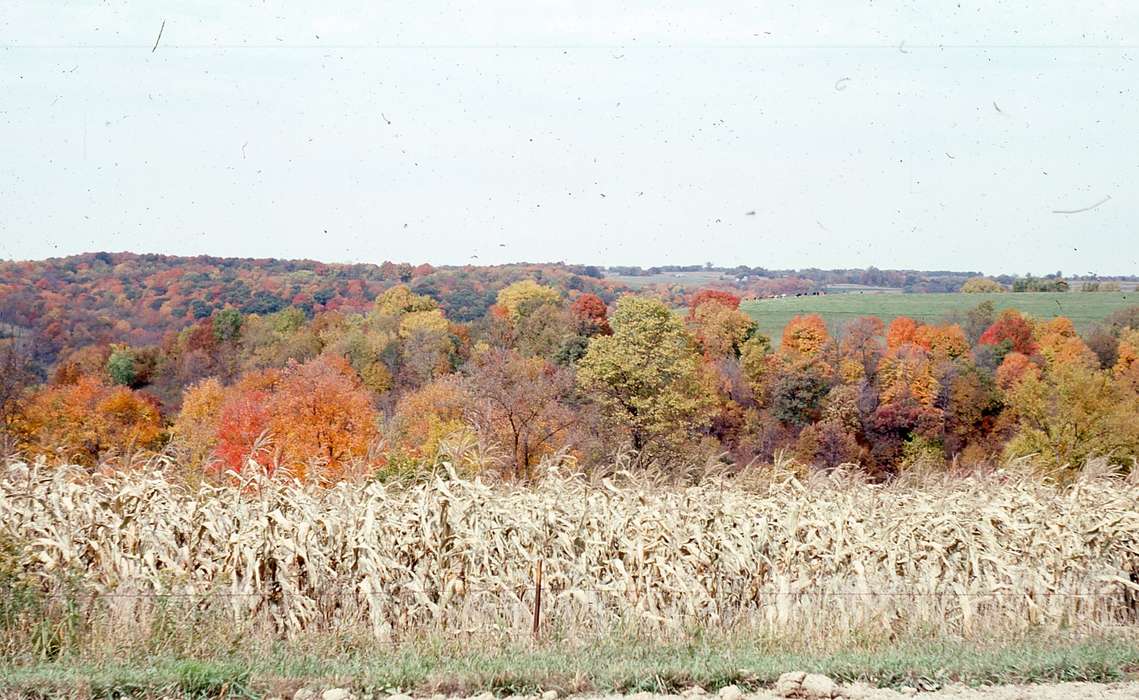 history of Iowa, Iowa History, IA, corn, autumn, Iowa, Zischke, Ward, Landscapes, Farms, fall