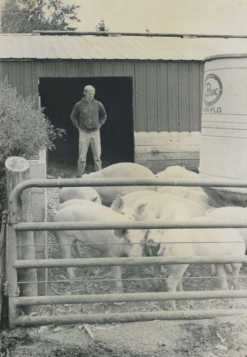 history of Iowa, Iowa History, IA, pig pen, Animals, pig, Iowa, Farms, Waverly Public Library