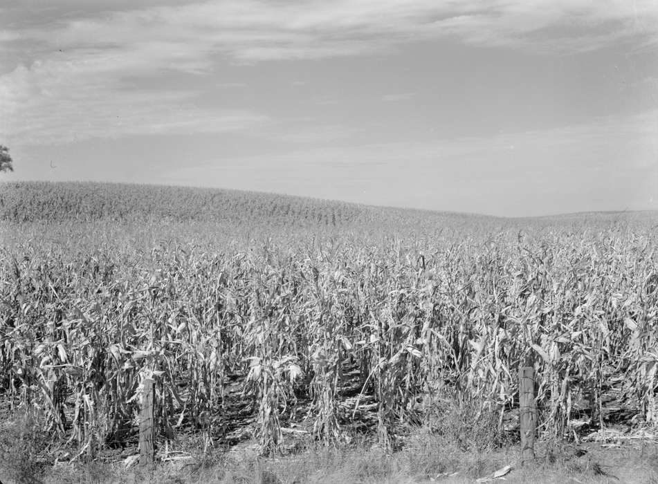 crops, history of Iowa, Library of Congress, Farms, Iowa, corn, field, Iowa History, Landscapes