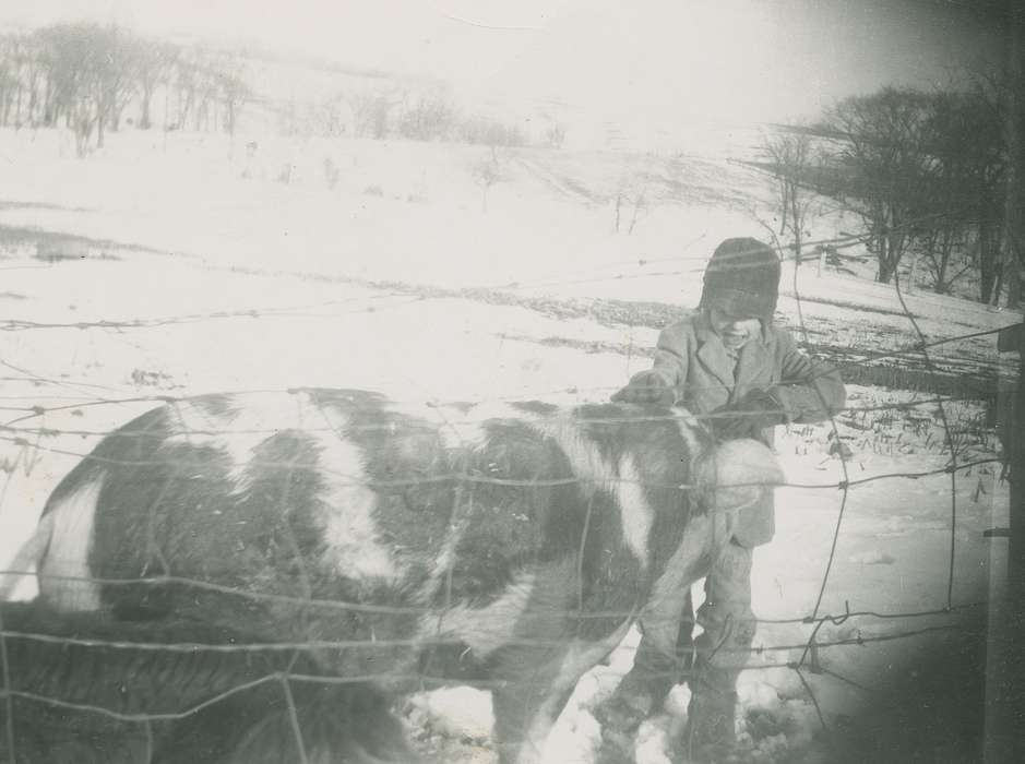 pig, Animals, Children, Iowa History, Iowa, hog, Farms, Fredericks, Robert, Dubuque, IA, snow, history of Iowa, Winter