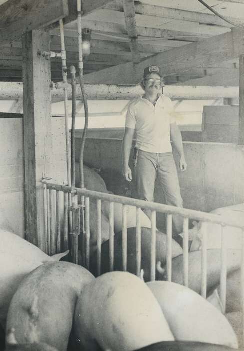 pig, Animals, Portraits - Individual, Iowa History, Iowa, Waverly Public Library, IA, pig pen, history of Iowa