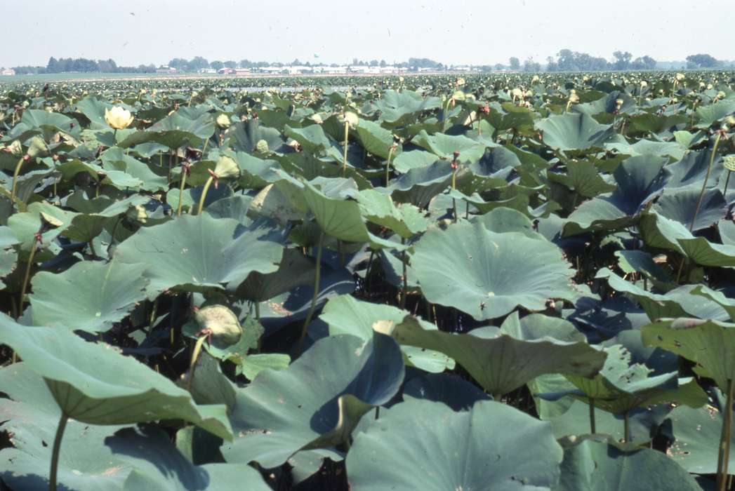 plant, Iowa History, Iowa, Zischke, Ward, aquatic, IA, Farms, history of Iowa, lily pad