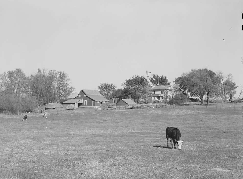 Library of Congress, history of Iowa, shed, Landscapes, cattle, Homes, barnyard, Iowa, farmhouse, Barns, pasture, cow, Iowa History, Farms, windmill, tree, Animals, hay mound