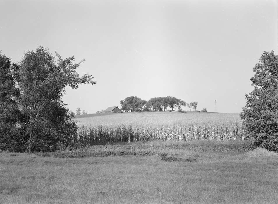 crops, history of Iowa, Library of Congress, Farms, Barns, Iowa, corn, field, copse, Iowa History, Landscapes