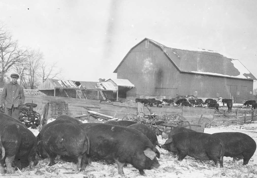 Farming Equipment, history of Iowa, Portraits - Individual, Iowa History, Kringlen, Linda, pig, Barns, Animals, hog, Iowa, Farms, Oelwein, IA