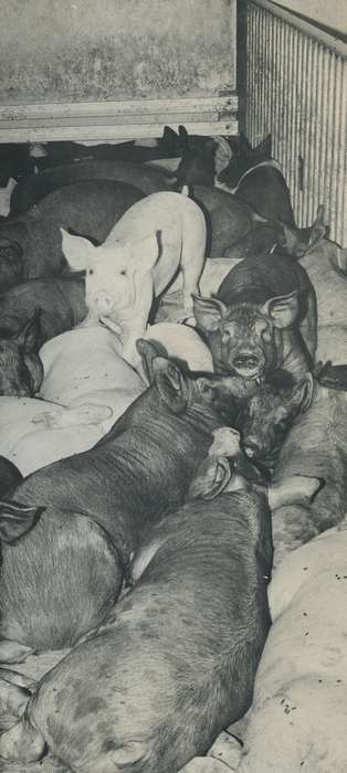 history of Iowa, Iowa History, IA, pig pen, Animals, pig, Iowa, Waverly Public Library