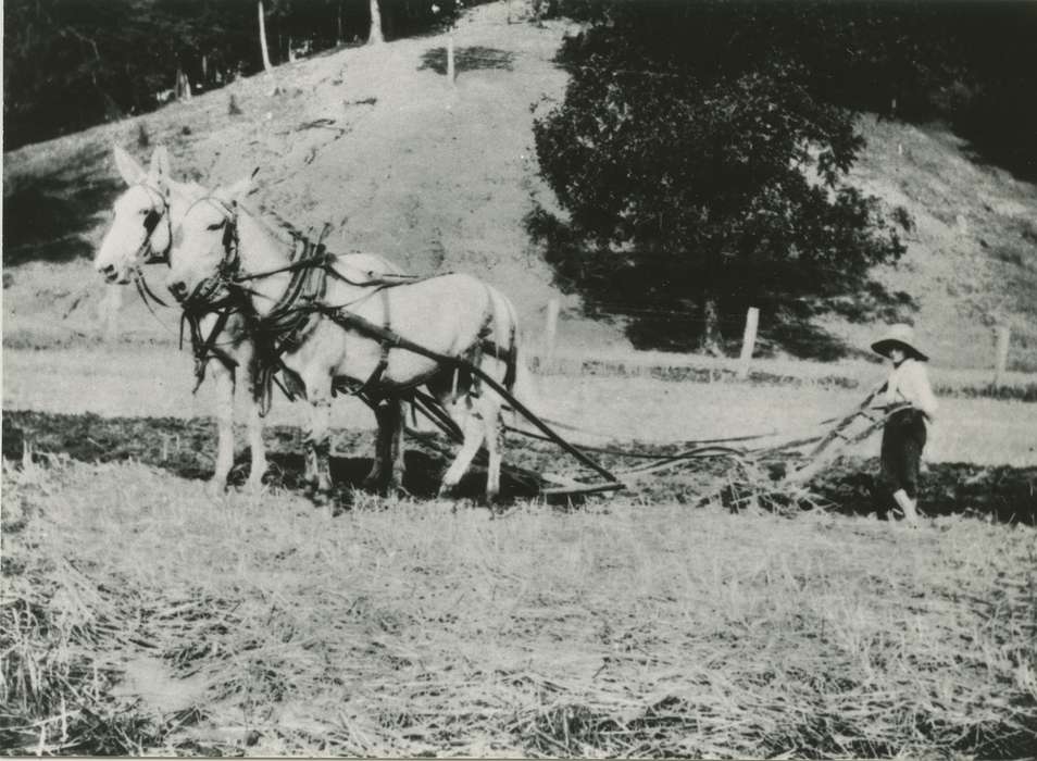 Iowa, Animals, plow, horses, Dean, Shirley, Farming Equipment, Farms, Grandview, IA, history of Iowa, Iowa History