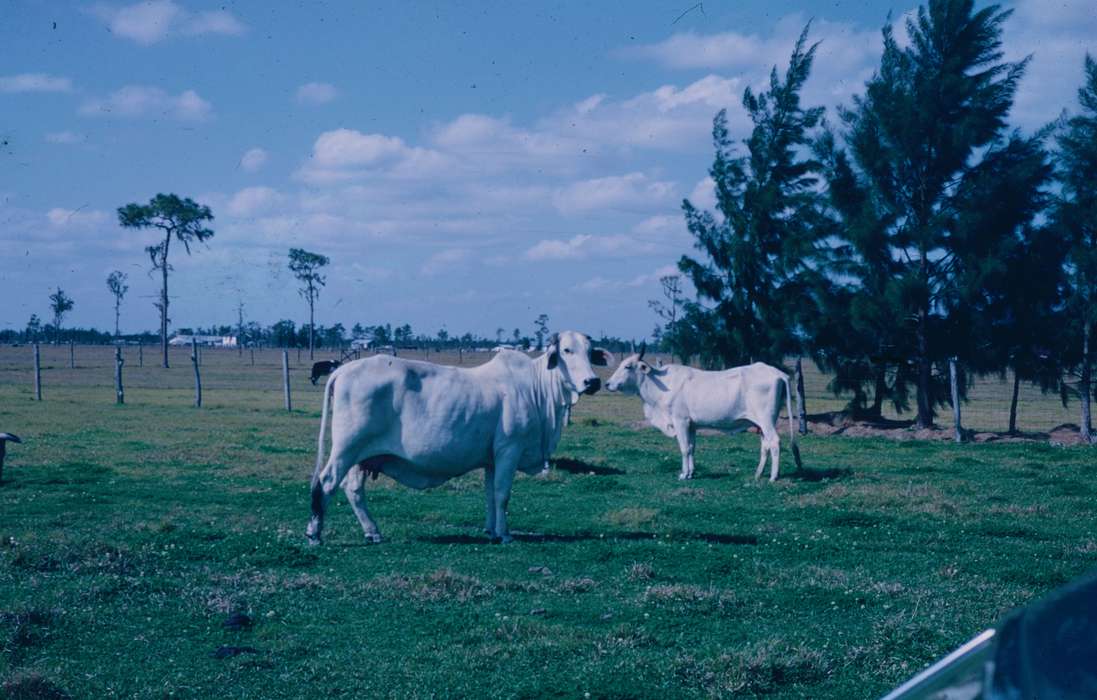 Travel, history of Iowa, Iowa History, Harken, Nichole, Animals, Iowa, cow, Farms
