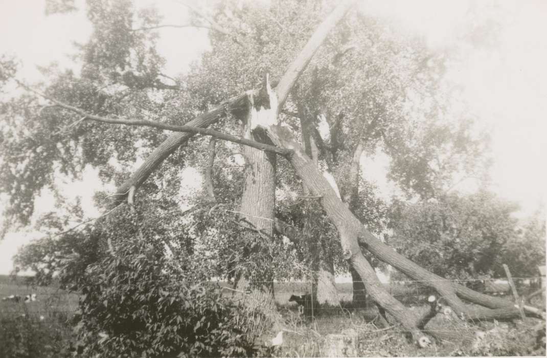 storm, Garner, IA, history of Iowa, Iowa History, Griesert, Lori, trees, Iowa, Farms